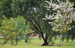 Para olvidarse del dólar, el tiempo regala bellos sábado y domingo