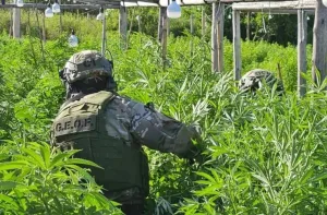 Vivero narco de Arroyo Leyes: juicios abreviados para seis de los ocho acusados