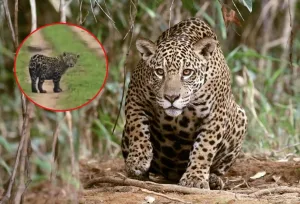 Crece la población de yaguareté y los avistajes son cada vez más frecuentes en Corrientes