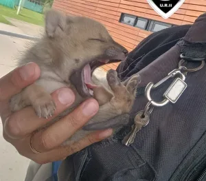 Funes: rescataron a un zorrito perdido y lograron devolverlo con su madre
