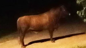 toro suelto en Arroyo Seco