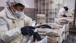 Pescadores santafesinos bloquean la Ruta 168 por la suspensión del acopio de peces para exportación