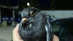 Vuelo con señal: una paloma cayó con el celular en la pata en Coronda