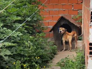 Agentes municipales rescataron a un perro que estaba atado a la intemperie sin ningún tipo de atención