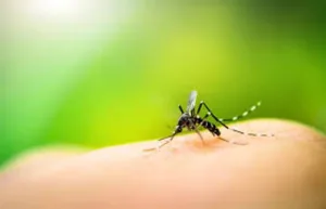 Un nuevo virus transmitido por mosquitos fue detectado en España