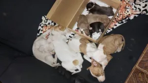 Rescataron a 13 perros en la zona sudoeste y detuvieron a una mujer de 32 años