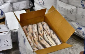 La población de sábalos en el Paraná cayó un 75%: Santa Fe prohibió acopio para exportación de pescados ante posible colapso ecológico