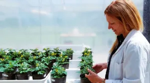 Premian a una investigadora del Conicet por crear un método para que las plantas resistan las olas de calor
