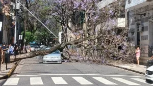 Impactante episodio en el centro rosarino: un árbol cayó sobre un auto que venía circulando y, por fortuna, dos mujeres salieron ilesas