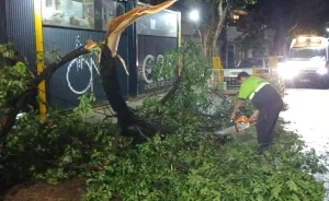 Lo que dejó el paso de la tormenta por Rosario: fuertes ráfagas de viento y árboles caídos