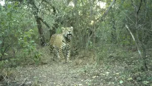 Tragedia ambiental: asesinaron a Acaí, la yaguareté que simbolizaba el renacer del Chaco