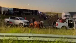 Un camión que transportaba vacas volcó sobre la autopista: murieron animales e intentaron faenar a las sobrevivientes