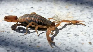 Internaron a una nena de dos años en Rosario por la picadura de un alacrán