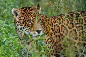Un rugido que renace: así se afianza la yaguareté Pará con sus cachorros en la selva misionera