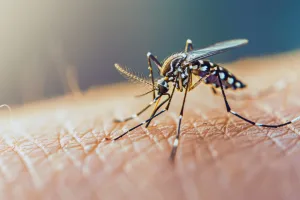 Dengue: las recomendaciones del Ministerio de Salud para prevenir el contagio