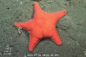 En una nueva expedición del Conicet en el fondo del mar, encuentran otra estrella culona