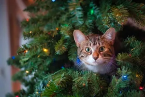 Por qué los gatos son enemigos del arbolito de Navidad y cómo evitar que lo tiren