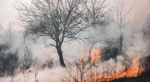 Riesgo "extremo" por incendios forestales en varias provincias, entre ellas Santa Fe