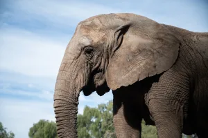 A los 44 años murió Kenya, la última elefanta en cautiverio que tenía la Argentina