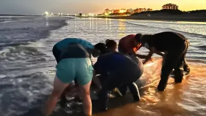 Sorpresa en la costa atlántica: hallan a un zifio, uno de los cetáceos menos conocidos del mundo