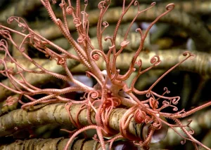 Una expedición de la UBA y el Conicet explora los ecosistemas extremos del Mar Argentino