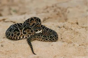 Un hombre murió tras ser mordido por una yarará