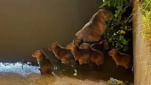 Ante la aparición en Rosario de animales de especies propias del humedal, piden educación y conciencia