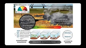 Estudio del Conicet Santa Fe alerta sobre los riesgos tóxicos que dejan los incendios en las islas del Paraná: cómo afectan los sedimentos quemados
