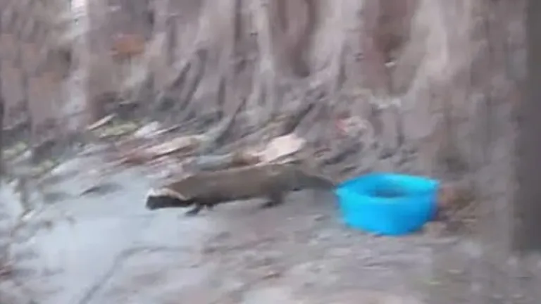 Indignación por la muerte de un hurón que apareció en La Fluvial: mató al animal de un palazo