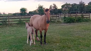 Robaron caballos de una fundación dedicada a terapias para niños con discapacidad