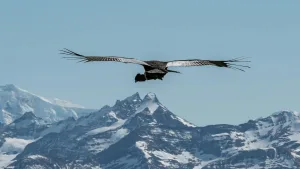Liberan a un Condor en la patagonia
