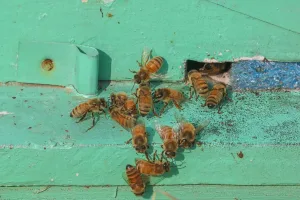 Del panal a las estrellas: la clave para comunicarnos con los extraterrestres estaría en las matemáticas y en las abejas