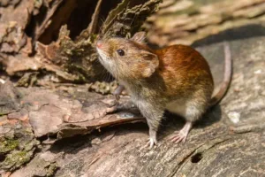 Hantavirus en alerta: murió mujer de 35 años en Arrecifes y ya son cinco las víctimas fatales en Buenos Aires