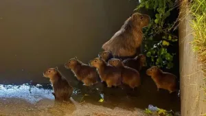 Ante la aparición en Rosario de animales de especies propias del humedal, piden educación y conciencia