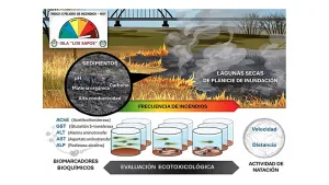 Estudio del Conicet Santa Fe alerta sobre los riesgos tóxicos que dejan los incendios en las islas del Paraná: cómo afectan los sedimentos quemados