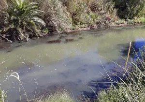 Otra vez y van... vecinos de Fisherton denunciaron que el arroyo Ludueña luce y huele como una cloaca