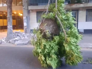 Panal de avispas en el macrocentro de Rosario