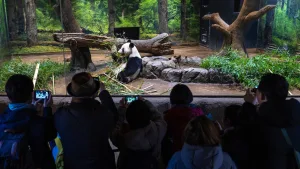 Japón se despide de sus últimos pandas: Xiao Xiao y Lei Lei regresan a China