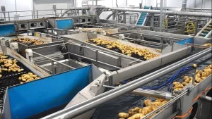 papas fritas fabrica 1