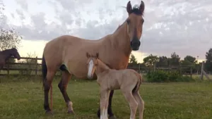 Roban dos caballos de equinoterapia en zona sudoeste: la fundación quedó sin animales para trabajar con niños con discapacidad 