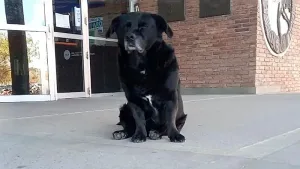 «Garrafa», el perro comunitario de la Universidad Nacional del Litoral