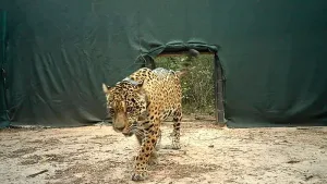 Investigan la desaparición de dos cachorros de yaguareté tras un operativo en Misiones