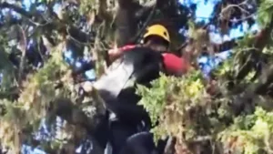 Rescataron a una gata