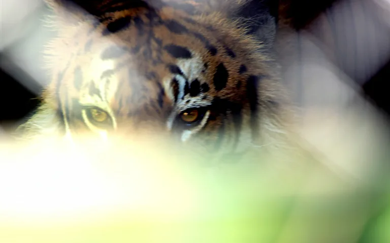 MundoAparte: el lugar en Rosario donde cuidan y protegen animales rescatados