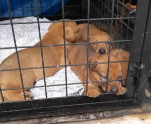 Rescatan 9 cachorros nacidos en hábitat y condiciones inadecuadas en una vivienda de zona sudoeste