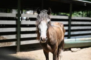 Rescataron a un caballo que se había caído al arroyo Saladillo: detuvieron a su dueño por maltrato animal