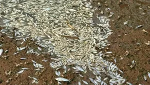 Qué pasa en el Carcarañá: investigan impactante mortandad de miles de peces en el río