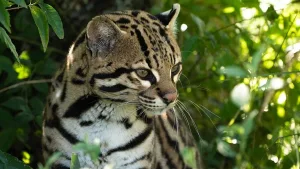 “Messi”, el ocelote con el que buscan recuperar la especie en el Iberá