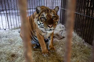 Trasladan a los animales que se encontraban en el ex zoológico de Luján