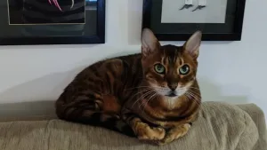 ¿Por qué celebramos hoy el Día Internacional del Gato? El secreto detrás del fenómeno felino que no para de crecer